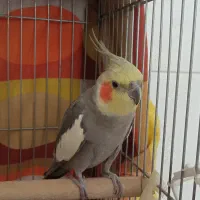 عروس هلندی سخنگو|پرنده|اصفهان, فجر|دیوار