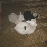 بره رومن و رومانوف