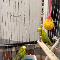 یه جفت مرغ عشق سالم 1 ساله