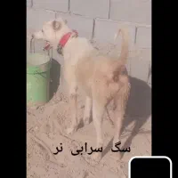 سگ سرابی|سگ|شیراز, احمدآباد|دیوار