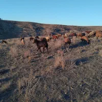 بز نر چهار دندان