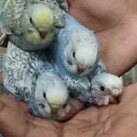 چهار عدد مرغ|پرنده|بندرعباس, |دیوار