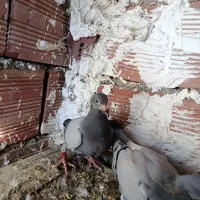 دوبر مسافتی|پرنده|ویلکیج, |دیوار