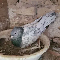 یک جفت کله سبز|پرنده|تربت‌حیدریه, حسنی بالا|دیوار