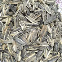 فروش تخمه سنقری