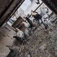 جوجه خروس محلی|حیوانات مزرعه|دشمن زیاری, |دیوار