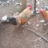 مرغ محلی تخم گذاروخروس پاپری وزرنگ