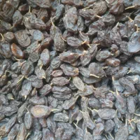 کشمش و مویز افتابی بیضا|خوردنی و آشامیدنی|بیضا, |دیوار