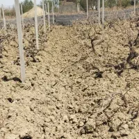 کارگر،باغ اسبار