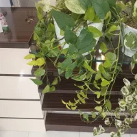 گل اپارتمانی|گل و گیاه طبیعی|مشهد, امیریه|دیوار