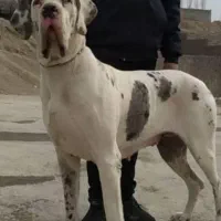 توله گریت دین معاوضه با ماده پژدر یا سراب