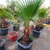 درخت نخل پالم واشنگتن