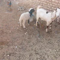 بره|حیوانات مزرعه|شوشتر, |دیوار