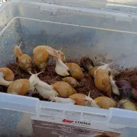 حلزون آلبینو