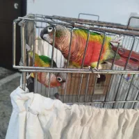 پرنده|پرنده|ساری, |دیوار