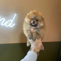 پامرانین فنجونی