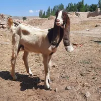 بز پاکستانی|حیوانات مزرعه|اردبیل, |دیوار