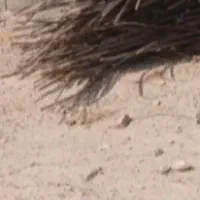 سیخو ۵ متری فروشی
