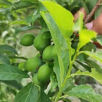 باغچه کهریزک قیصراباد|فروش زمین و ملک کلنگی|کهریزک, |دیوار