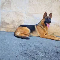 سگ ژرمن ورک لاین