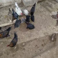 تخم مرغ نطفه دار گلین