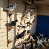 کفتر هوایی ۵۰ تا|پرنده|مشهد, عسگریه|دیوار