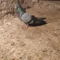 سبز قطلی|پرنده|هریس, |دیوار