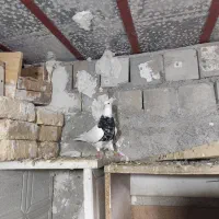 کبوتر طوقی کرمانشاهی