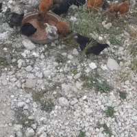 جوجه  ۳ماهه عوض می کنم با بز یا کهره
