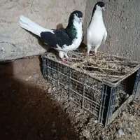 کفتر