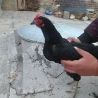 مرغ محلی تخمگذار