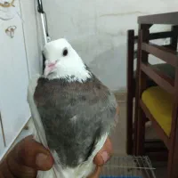 کبوتر