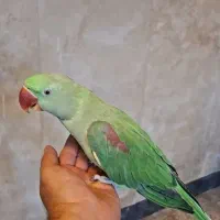 شاه طوطی