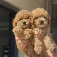 فرفری پودل اورجینال۱۰۰ درصد