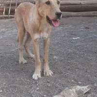 توله