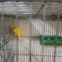 قناری رسمی نژاد کرس براجوجه کشی مناسب|پرنده|ابهر, |دیوار