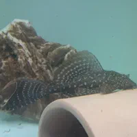 ماهی دیسکس و کت اسپورت|ماهی|گناباد, |دیوار