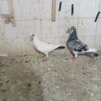 کفتر پلنگ