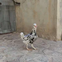 مرغ تخم گذار