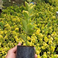 شمشاد طلایی