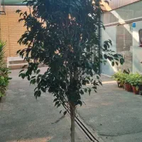 انواع گیاهان کینگ یوکا آمستر|گل و گیاه طبیعی|تهران, زیبادشت|دیوار