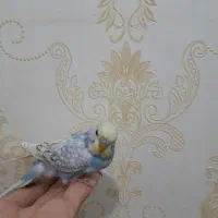 تعدادی مرغ عشق|پرنده|فولادشهر, مسکن مهر فولادشهر|دیوار