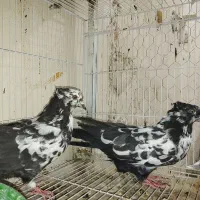 کبوتر پرشی|پرنده|سراوان, |دیوار