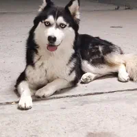 سیبرین هاسکی اصل  ۱ سال و نیمه