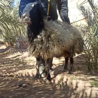 قوچ شال اصل