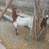 گوسفندفروشی |حیوانات مزرعه|سیب و سوران, |دیوار