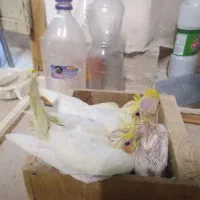 جوجه عروس|پرنده|شهرضا, |دیوار