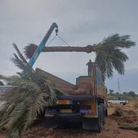 نخل خرما فنیکس پالم جابه‌جایی