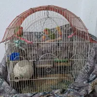 طوطی برزیلی پا کوتاه|پرنده|پاکدشت, پاکدشت (مامازند)|دیوار