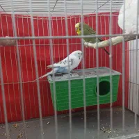 مرغ عشق زیبا